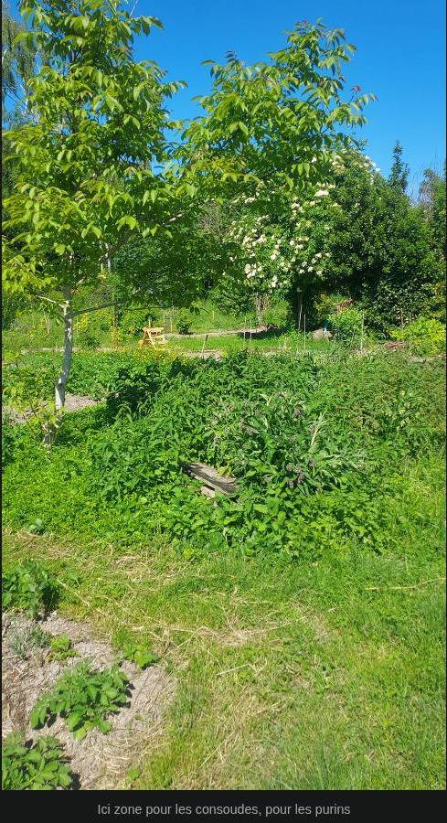 116_zone_consoude_pour_purin